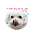 わんこU^ェ^U楽しいスタンプ（個別スタンプ：1）