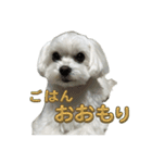 わんこU^ェ^U楽しいスタンプ（個別スタンプ：3）