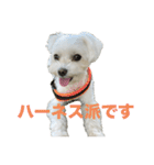 わんこU^ェ^U楽しいスタンプ（個別スタンプ：5）