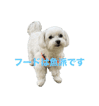 わんこU^ェ^U楽しいスタンプ（個別スタンプ：6）