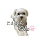 わんこU^ェ^U楽しいスタンプ（個別スタンプ：7）