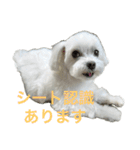 わんこU^ェ^U楽しいスタンプ（個別スタンプ：10）