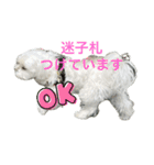 わんこU^ェ^U楽しいスタンプ（個別スタンプ：11）