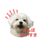 わんこU^ェ^U楽しいスタンプ（個別スタンプ：13）