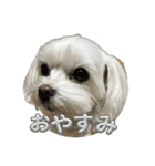 わんこU^ェ^U楽しいスタンプ（個別スタンプ：16）