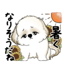 新・シーズー犬 2025 「夏です」（個別スタンプ：5）