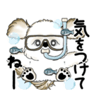 新・シーズー犬 2025 「夏です」（個別スタンプ：14）