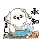 新・シーズー犬 2025 「夏です」（個別スタンプ：16）