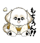 新・シーズー犬 2025 「夏です」（個別スタンプ：19）