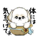 新・シーズー犬 2025 「夏です」（個別スタンプ：21）