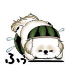 新・シーズー犬 2025 「夏です」（個別スタンプ：34）