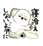 新・シーズー犬 2025 「夏です」（個別スタンプ：35）