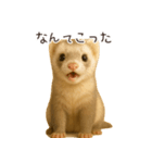 フェレットのおこめスタンプ（個別スタンプ：2）