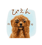 ゆるかわ！わんこ達の日常スタンプ（個別スタンプ：4）