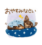ゆるかわ！わんこ達の日常スタンプ（個別スタンプ：5）
