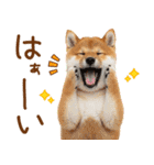 ゆるかわ！わんこ達の日常スタンプ（個別スタンプ：9）