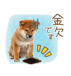 ゆるかわ！わんこ達の日常スタンプ（個別スタンプ：10）