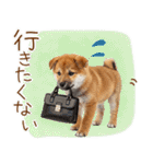 ゆるかわ！わんこ達の日常スタンプ（個別スタンプ：12）