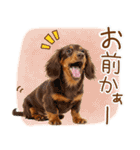 ゆるかわ！わんこ達の日常スタンプ（個別スタンプ：13）