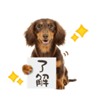 ゆるかわ！わんこ達の日常スタンプ（個別スタンプ：15）
