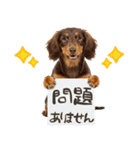ゆるかわ！わんこ達の日常スタンプ（個別スタンプ：16）