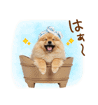 ゆるかわ！わんこ達の日常スタンプ（個別スタンプ：19）