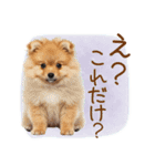 ゆるかわ！わんこ達の日常スタンプ（個別スタンプ：20）