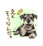 ゆるかわ！わんこ達の日常スタンプ（個別スタンプ：21）