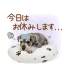 ゆるかわ！わんこ達の日常スタンプ（個別スタンプ：22）