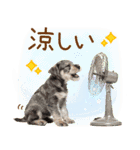 ゆるかわ！わんこ達の日常スタンプ（個別スタンプ：24）