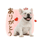 ゆるかわ！わんこ達の日常スタンプ（個別スタンプ：26）