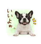 ゆるかわ！わんこ達の日常スタンプ（個別スタンプ：27）
