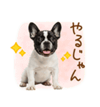 ゆるかわ！わんこ達の日常スタンプ（個別スタンプ：28）