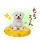 ゆるかわ！わんこ達の日常スタンプ（個別スタンプ：32）