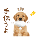ゆるかわ！わんこ達の日常スタンプ（個別スタンプ：34）