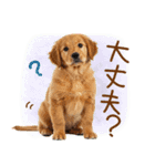 ゆるかわ！わんこ達の日常スタンプ（個別スタンプ：35）