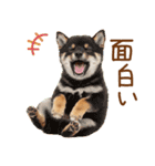 ゆるかわ！わんこ達の日常スタンプ（個別スタンプ：40）