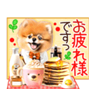 ポメたん❤️わんだふるらいふ（個別スタンプ：10）