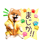 ポメたん❤️わんだふるらいふ（個別スタンプ：30）