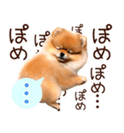 ポメたん❤️わんだふるらいふ（個別スタンプ：33）