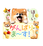 ポメたん❤️わんだふるらいふ（個別スタンプ：36）