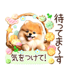 ポメたん❤️わんだふるらいふ（個別スタンプ：38）