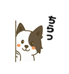 ほのぼのボーダーコリー パクチー（個別スタンプ：23）