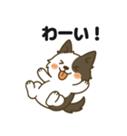 ほのぼのボーダーコリー パクチー（個別スタンプ：33）