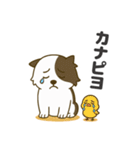 ほのぼのボーダーコリー パクチー（個別スタンプ：35）