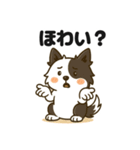 ほのぼのボーダーコリー パクチー（個別スタンプ：36）