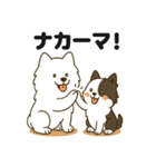 ほのぼのボーダーコリー パクチー（個別スタンプ：37）
