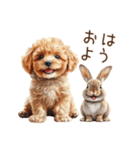 癒しのコンビ★うさぎ＆トイプードル（個別スタンプ：1）