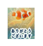 海の世界----SeaWorld----（個別スタンプ：1）