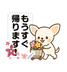チワワのくーちゃんメッセージスタンプ①（個別スタンプ：1）